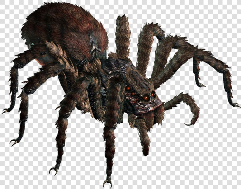 Giant Spider Dnd 5e  HD Png DownloadTransparent PNG