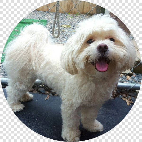 Doggie Inn Testimonial   Maltese  HD Png DownloadTransparent PNG