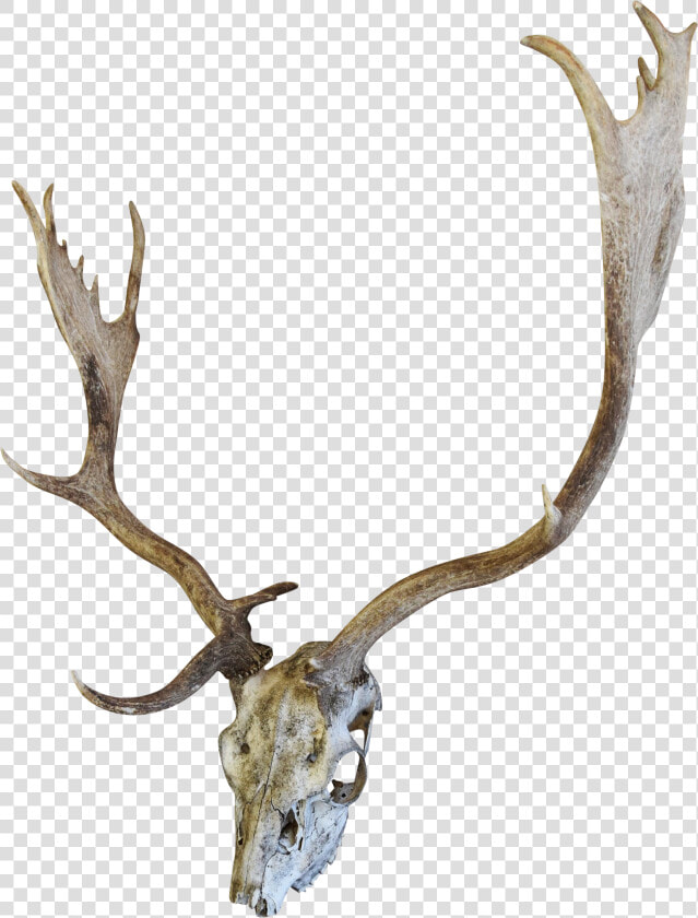 English Fallow Deer Skull Chairish   Skull  HD Png DownloadTransparent PNG