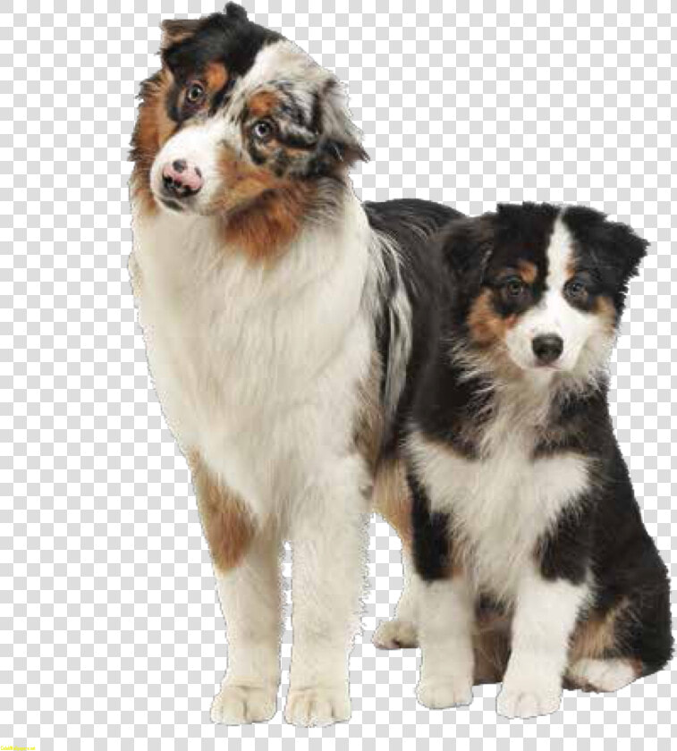 Transparent German Shepherd Clipart   Australian Shepherd Bernese Mountain Dog  HD Png DownloadTransparent PNG