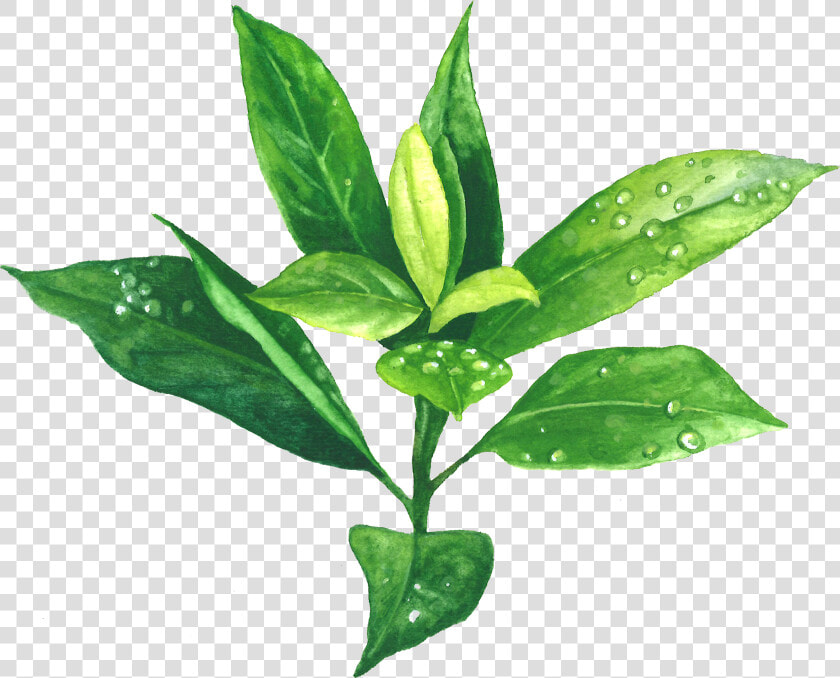 Green Tea   Transparent Background Green Tea Png  Png DownloadTransparent PNG