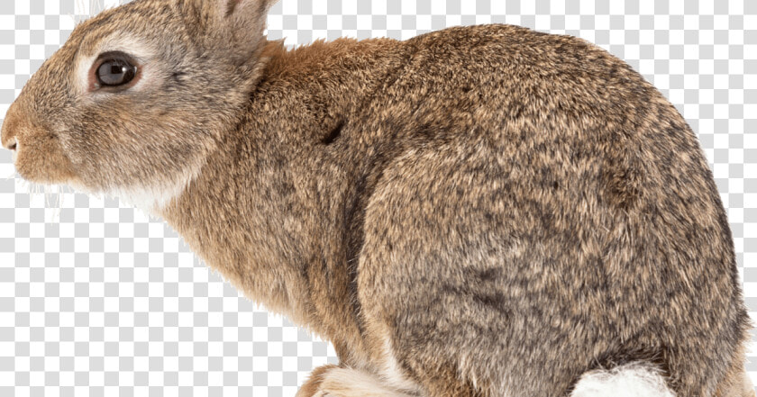 Black Tailed Jackrabbit Png  Transparent PngTransparent PNG