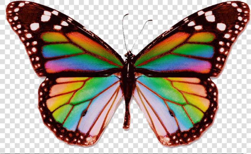  butterfly  rainbow  aesthetic  trippy  edit  psychedelic   Real Rainbow Butterfly  HD Png DownloadTransparent PNG