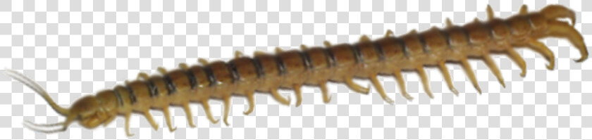 Millipedes  HD Png DownloadTransparent PNG