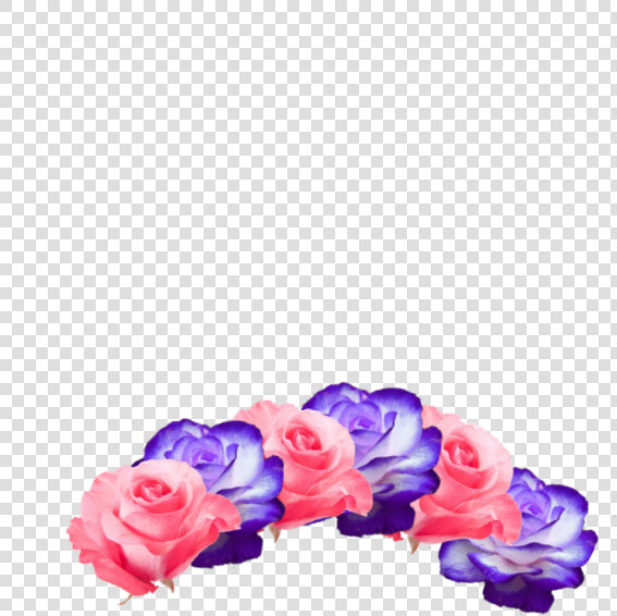  flower Crown  pink  purple  cute  pretty  beautiful   Garden Roses  HD Png DownloadTransparent PNG