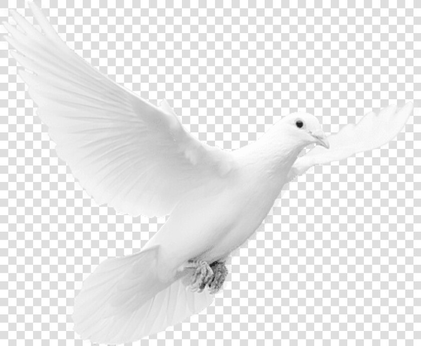 Free Png Download Dove Png Images Background Png Images  Transparent PngTransparent PNG