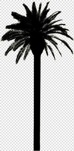 Tall Palm Tree Png   Date Palm  Transparent PngTransparent PNG