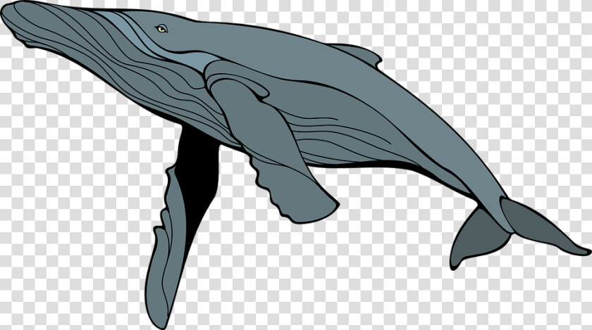 Humpback Whale Clipart At Getdrawings   Transparent Humpback Whale Clipart  HD Png DownloadTransparent PNG