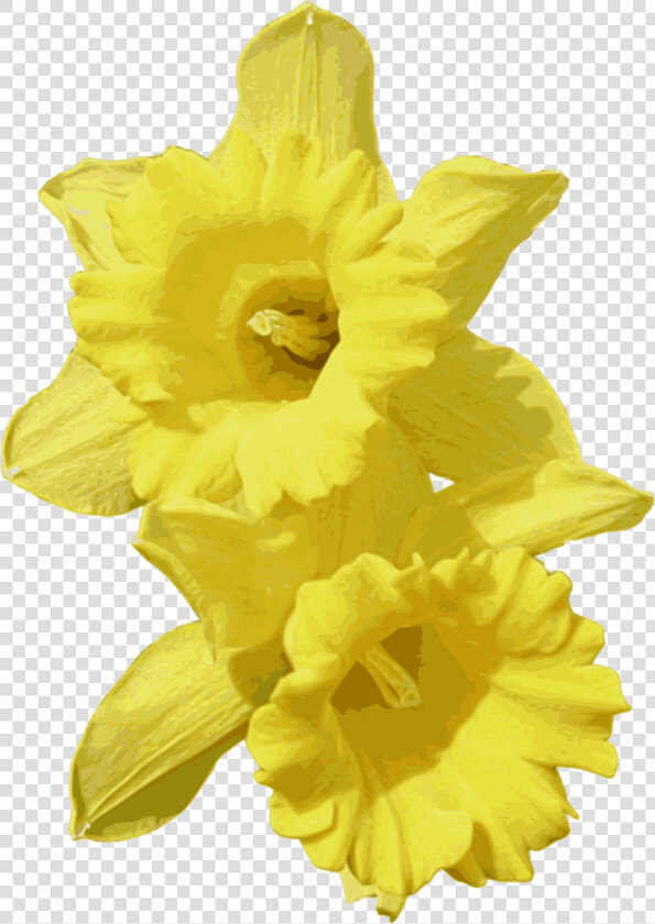 Transparent Daffodil Png   Daffodils Png  Png DownloadTransparent PNG