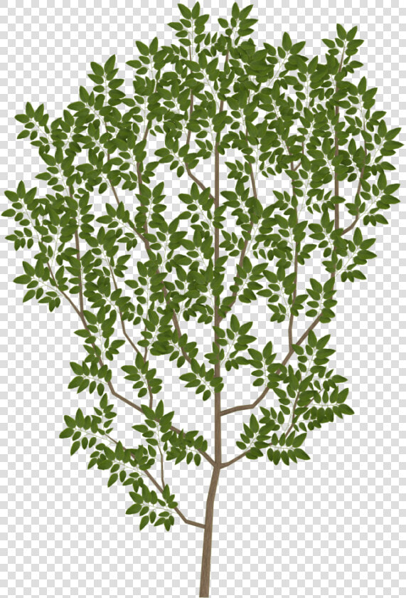 Tree Branch Leaf Texture Mapping Uv Mapping   Tree Leaves Texture Png  Transparent PngTransparent PNG