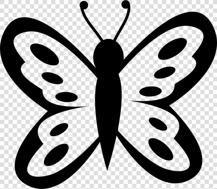 Butterfly With Spots On Wings From Top View   Mariposa Con Manchas  HD Png DownloadTransparent PNG