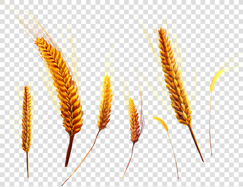 Wheat   Колосья Пнг  HD Png DownloadTransparent PNG