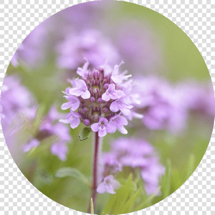 Thyme Png  Transparent PngTransparent PNG