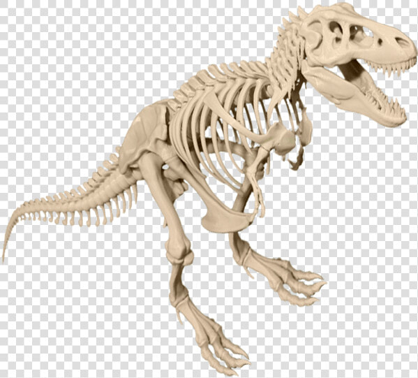 T rex Skeleton Dinosaur Transparent Image   Dinosaur Bones Transparent Background  HD Png DownloadTransparent PNG