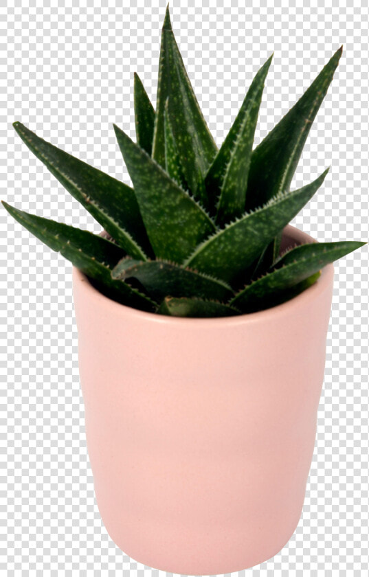 Flowerpot  HD Png DownloadTransparent PNG