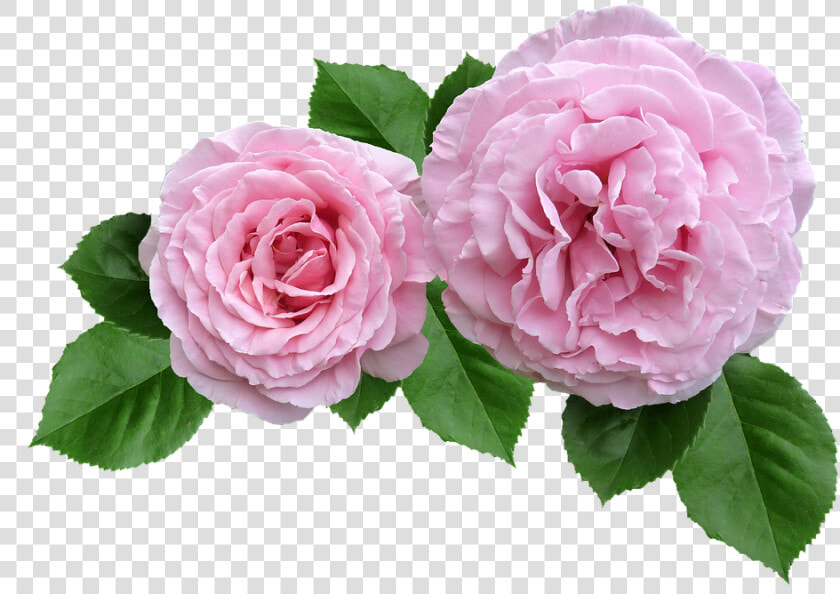 Transparent Petalos De Rosa Png   Rose Cut Out Transparent  Png DownloadTransparent PNG