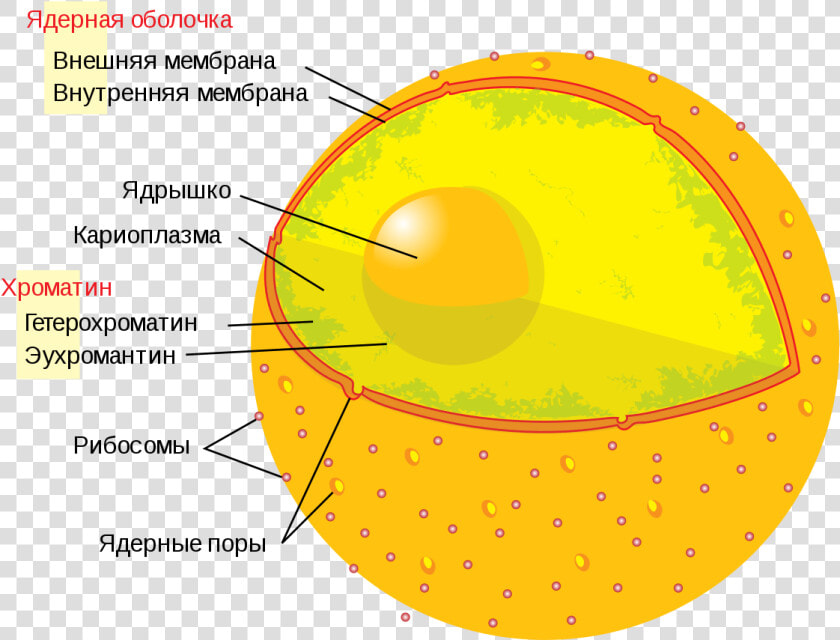 Transparent Human Cell Png   Cell Nucleus  Png DownloadTransparent PNG