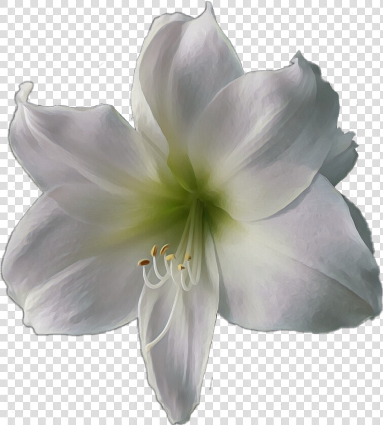  flower  white  lily   Lily  HD Png DownloadTransparent PNG