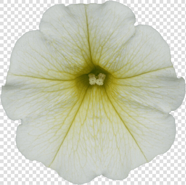 White Petunia Transparent  HD Png DownloadTransparent PNG