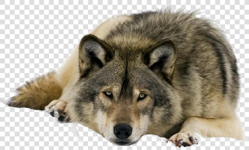 Wolf Png Clipart   Gray Wolf Keystone Species  Transparent PngTransparent PNG