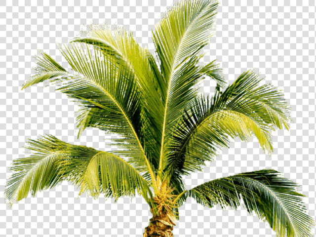 Palm Tree Png Transparent Images   Small Palm Tree Png  Png DownloadTransparent PNG