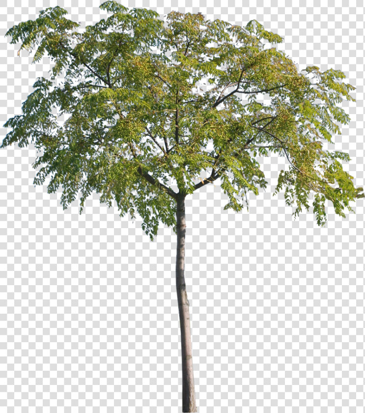 Arbre Cut Out Png  Transparent PngTransparent PNG