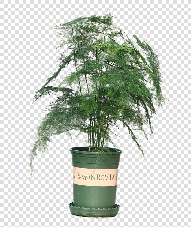 Wen Bamboo Seedlings Potted Flowers Potted Plants Purify   Indoor Ever Green Plant  HD Png DownloadTransparent PNG