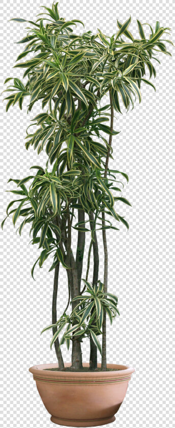 House Plant Png   House Plant Transparent Background  Png DownloadTransparent PNG