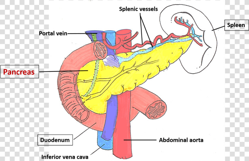 Pancreas Location  HD Png DownloadTransparent PNG