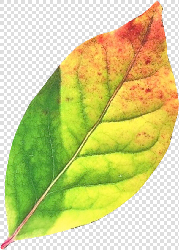 Autumn Leaf Png Transparent Image   Green Autumn Leaves Png  Png DownloadTransparent PNG