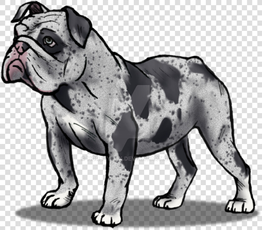 Drawn Bulldog Olde English Bulldogge   Olde English Bulldogge  HD Png DownloadTransparent PNG