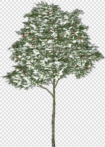 3d Trees   Rowan Tree   Acca Software   Rowan Tree Transparent  HD Png DownloadTransparent PNG