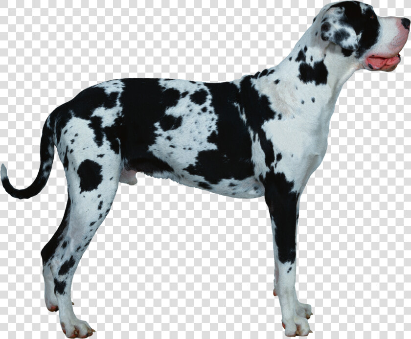 Transparent Great Dane Png   Gran Danés Png  Png DownloadTransparent PNG