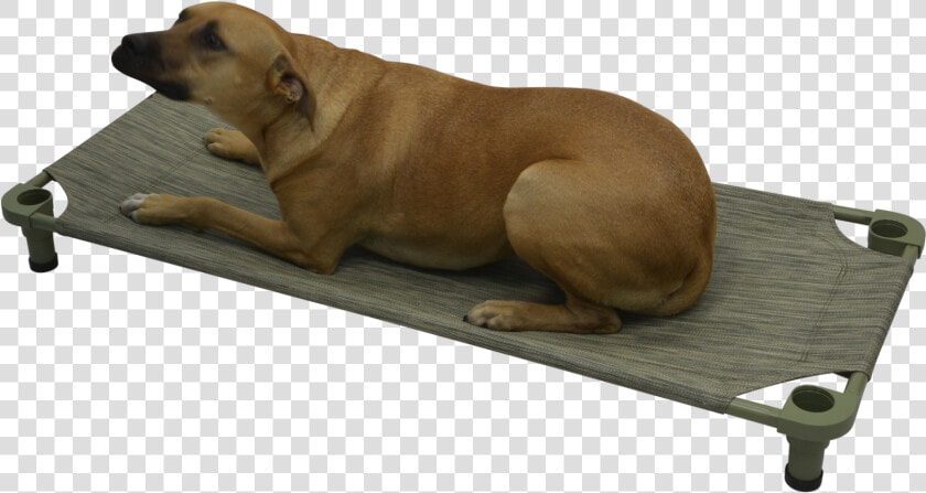 Mahar Pet Cot Class   Companion Dog  HD Png DownloadTransparent PNG