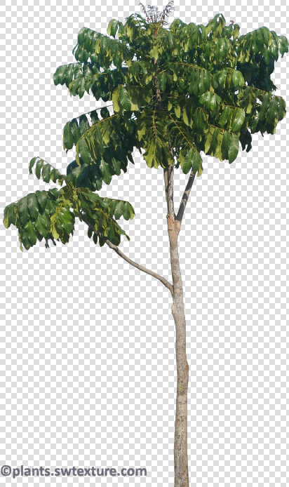 African Mahogany Tree Png  Transparent PngTransparent PNG