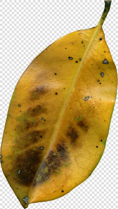 Daun Kering Png  Transparent PngTransparent PNG