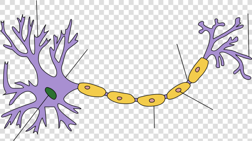 Neuron Clipart Body Cell   Neuron Structure  HD Png DownloadTransparent PNG