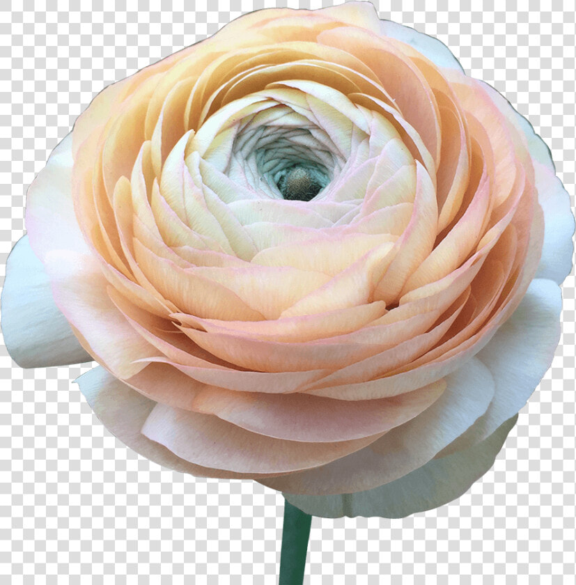 Order Ranunculus Peach Flower Delivery   Persian Buttercup  HD Png DownloadTransparent PNG