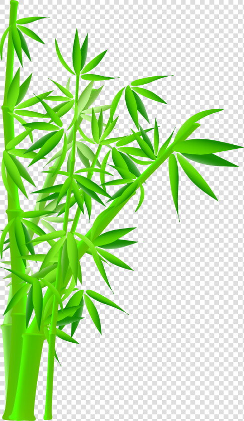 Transparent Bamboo Png   Bamboo Tree Hd Photo Png  Png DownloadTransparent PNG