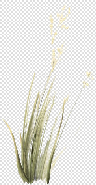 Green Beach Grass Transparent Background   Sweet Grass  HD Png DownloadTransparent PNG