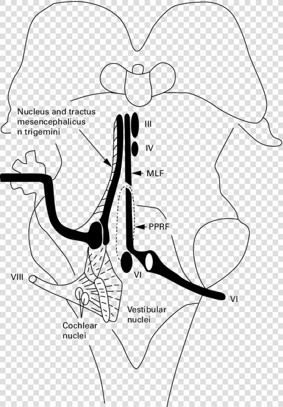 Semischematic Drawing Of The Intrapontine Vestibular   Line Art  HD Png DownloadTransparent PNG