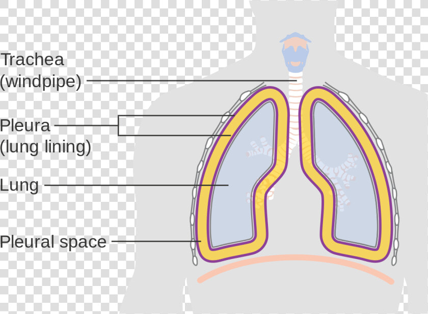 Diagram Showing The Lining Of The Lungs Cruk   Lung  HD Png DownloadTransparent PNG