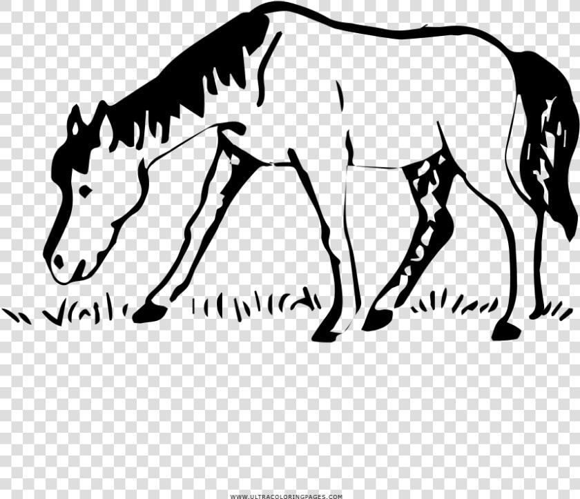 Horse Coloring Page   Mane  HD Png DownloadTransparent PNG