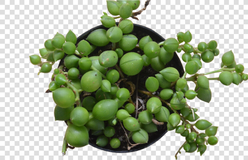 Succulent String Of Pearls   Seedless Fruit  HD Png DownloadTransparent PNG