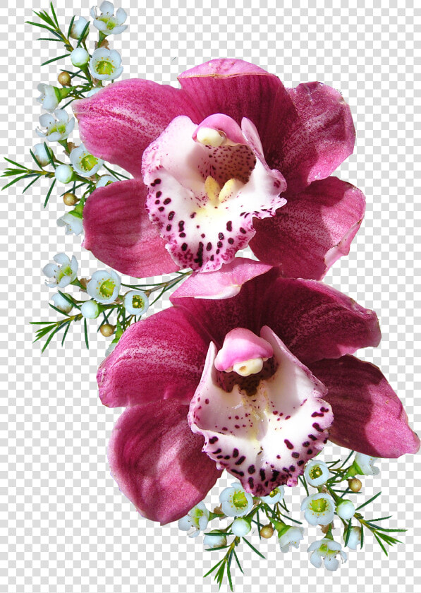 Orchid Flower Png Image   Orchid Png  Transparent PngTransparent PNG