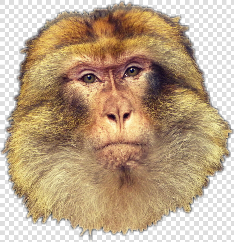  monkey  macaco   New World Monkey  HD Png DownloadTransparent PNG