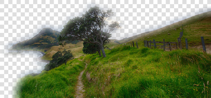 Paisaje  Rush  Hierba  Verde  En La Libre  Montañosa   Amazing New Zealand  HD Png DownloadTransparent PNG