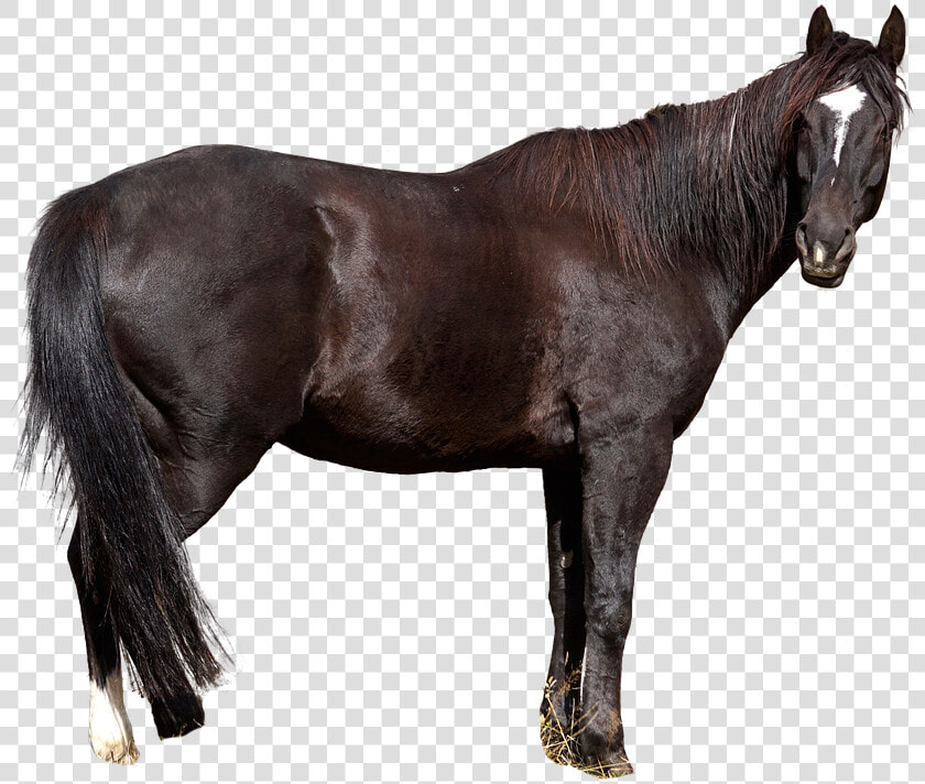 Horse Free  Animal  Nature  Wild Animal  Animal World   Gratis Dyr  HD Png DownloadTransparent PNG