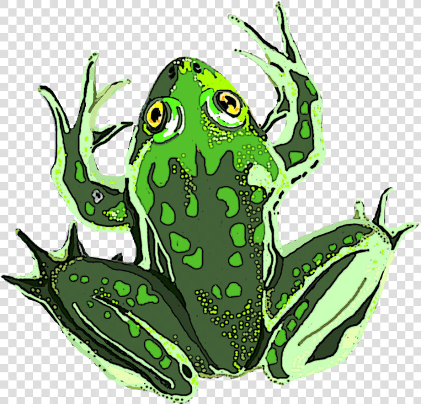 Paradox Frog Clipart   Png Download  Transparent PngTransparent PNG