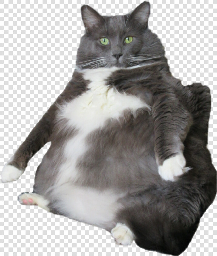  cat  mycat  larry  fatcat   Cat Grabs Treat  HD Png DownloadTransparent PNG